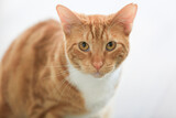Fototapeta Koty - Orange cat on the sofa