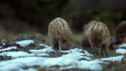 Wall Mural - closeup young wild boars sus scrofa calm piggy walking in dark woods. wildlife tranquil scene of ani