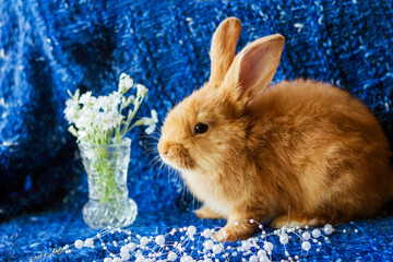 Wall Mural - Cute fluffy ginger rabbit on a blue knitted background with a bouquet of flowers