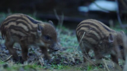 Wall Mural - closeup young wild boars sus scrofa calm piggy walking in dark woods. wildlife tranquil scene of ani