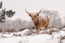 Highland Cattle (Bos Taurus Taurus) Covered With Snow And Ice. Deelerwoud In The Netherlands. Scottish Highlanders In A Natural Winter Landscape.