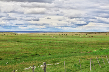 Poster - Sheep in the field of Patagonia, Chile