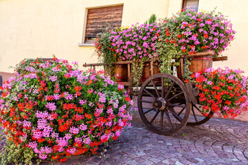 Beautiful flowers in the yard