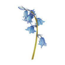 Blue Hyacinthus Flower (bluebell, Hyacinthoides Massartiana, Wild Hyacinth, Fairy Flower, Bell Bottle, Snowdrop). Watercolor Hand Drawn Painting Illustration Isolated On White Background. 
