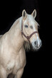 Portrait of a Palomino horse on black background.
