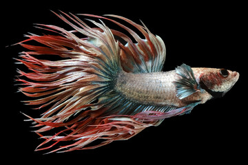 Beautiful movement of blue red Crowntail betta fish, Fancy Halfmoon Betta, The moving moment beautiful of Siamese Fighting fish, Betta splendens, Rhythmic of Betta fish isolated on black background.