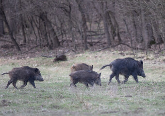 Wall Mural - Wild boars walking in forest in winter