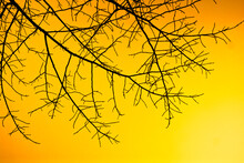 Yellow Background With Tree Silhouette 