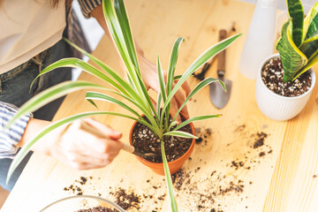 Woman gardeners taking care and transplanting plant a into a new white pot on the wooden table. Home gardening, love of houseplants, freelance. Spring time. Stylish interior with a lot of plants. 