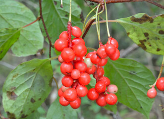 Canvas Print - Far-eastern berries (Schisandra chinensis)