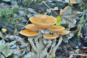 Canvas Print - Edible mushrooms (Kuehneromyces mutabilis)