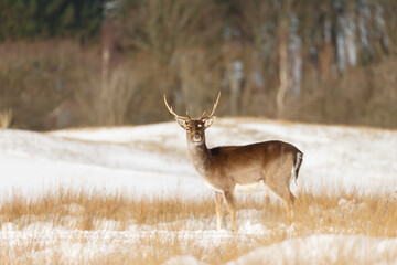 Wall Mural - Fallow deer in wintertime with fresh fallen snow.