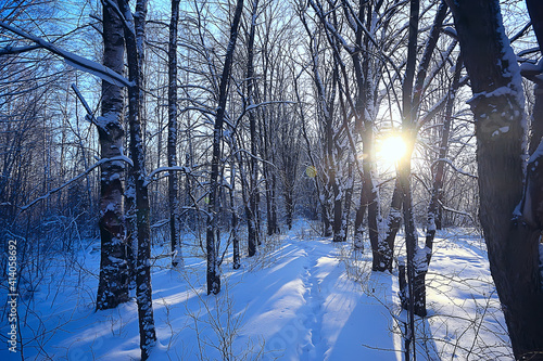 Obraz Dibond landscape winter forest, seasonal beautiful view in snowy forest december nature