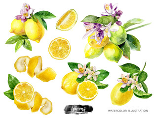 Wall Mural - Lemons big set composition watercolor illustration isolated on white background