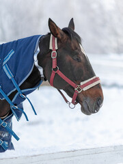 Horse muzzle, close-up, against a background of white snow