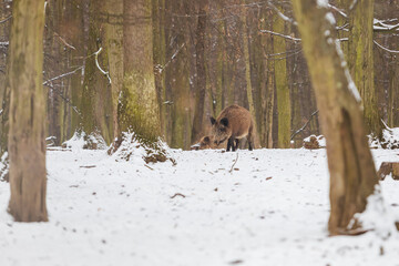 Wild boar - Sus scrofa is in the woods among the trees in the snow.