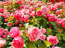 Garden Spray Pink Roses A Lot. Plantation Of Peony Garden English Roses.