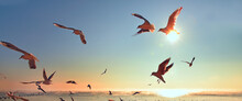 A Flock Of Seagulls At Dawn In The Sky And The Sun Rising Over The Sea. A Symbol Of Hope And Faith.