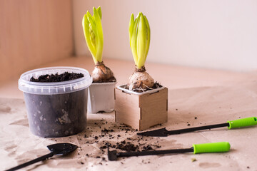 Home plants, pots and gardening tools on grey background, flat lay. Space for text