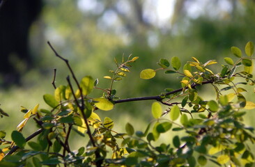 leaves of forest trees in the morning sun. green background