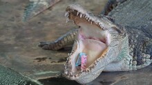Close Up Of Crocodile Or Alligator Open Its Mouth And Has Money Inside. Thai Beliefs Or Culture.