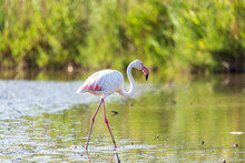 Pink Flamingo, Camargue, France
