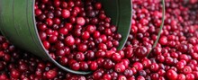 Ripe Fresh Cranberries With A Green Little Bucket As Natural, Food, Berries Background. Selective Focus.	Banner.