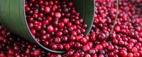 Ripe fresh cranberries with a green little bucket as natural, food, berries background. Selective focus.	Banner.