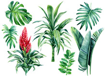 Summer Set Palm Leaves, Monstera, Dracaena, Bromelia Flower On Isolated White Background, Watercolor Botanical Painting