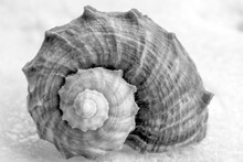 Black And White Photo From A Seashell 