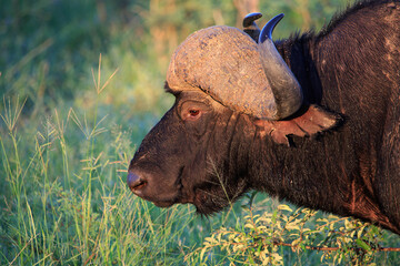 Wall Mural - African buffalo head side profile