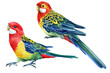 Set with bright birds. Rosella parrots on an isolated white background, watercolor illustration