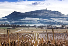 View of the Pálava Mountains in the foreground of a vineyard with snow and in the background Lake Mušov and the frosted Pálava Mountains rise