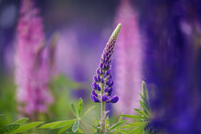Lovely Flowers Lilac Purple Lupins On A Green Meadow. Soft Selective Focus.
