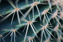 Macro Natural Fresh Cactus With Sharp Thorn Needle Detail Green Botany Plant
