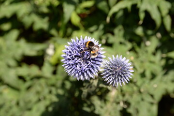 Wall Mural - Hummel auf Kugeldistel