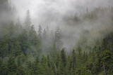 Fototapeta Las - Fog in the Forest