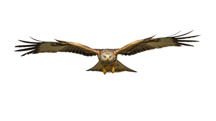 Poster - Flying red kite against white background