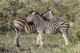 Fototapeta Sawanna - Two Common Zebra grooming
