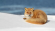 Ezo Fox lying on a snow covered mound with blue sea in the background.  