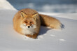 Ezo Fox lying on a snow covered mound with blue sea in the background.  