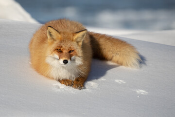 Wall Mural - ezo fox lying on a snow covered mound with blue sea in the background.