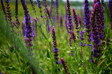 Poster - lavender field in region