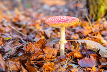 Fly Agaric In The Forest