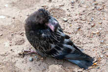 A Sick City Pigeon With Clear Signs Of An Infectious Disease.