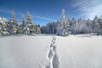 Canvas Print - Spur im Schnee