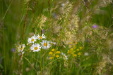 Fototapeta Konie - Daisy wildflowers close up the background in the medow