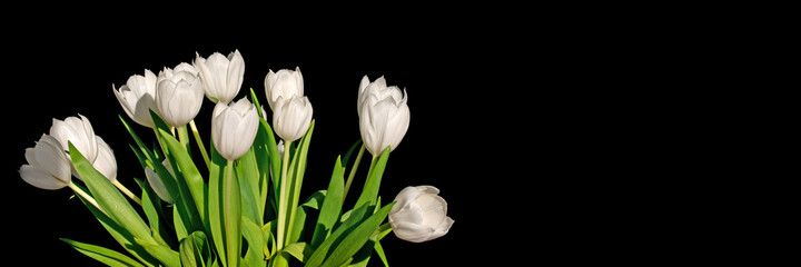 Wall Mural - bunch of white tulips isolated on black panoramic background with copy space