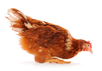 Sticker - Brown hen isolated.