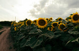 Fototapeta  - Yellow sunflowers field green field gray sky